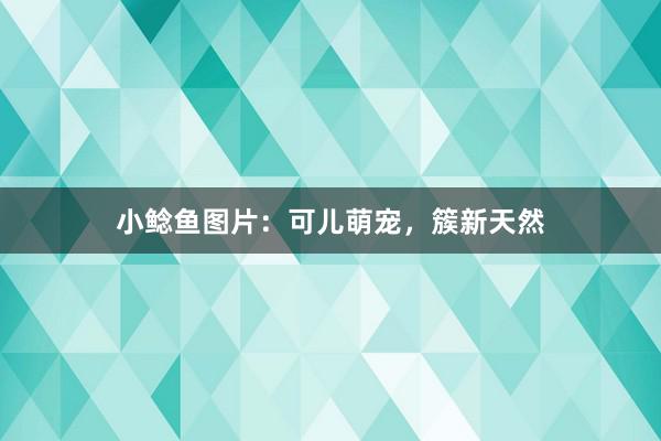 小鲶鱼图片：可儿萌宠，簇新天然
